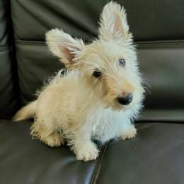 Pancake - Wheaten male Scottish Terrier puppy in Coeur D'alene, Idaho from Kimball Kennels