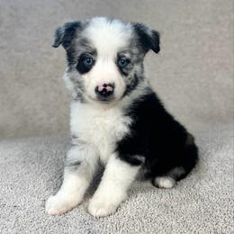 Clara - Blue merle female Miniature Australian Shepherd puppy in Bedias, Texas from JSK Aussie and Cavaliers
