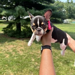 French Bulldog Puppies from Luvia Anderson