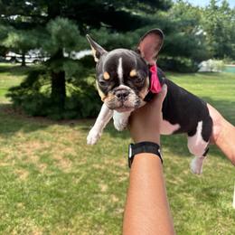 French Bulldog Puppies from Luvia Anderson