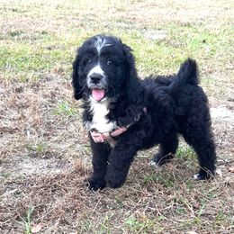 Minnie - Black phantom female Aussiedoodle puppy in Melrose, Florida from Howdilly Doodley
