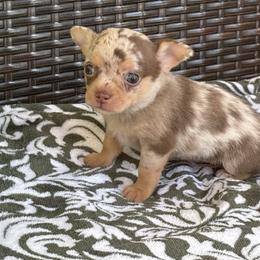Mazy - Merle female Chihuahua puppy in Beckemeyer, Illinois from Guardian’s of the Chihuahuas
