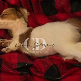 Dachshund Puppies from Camacho_Dachshunds