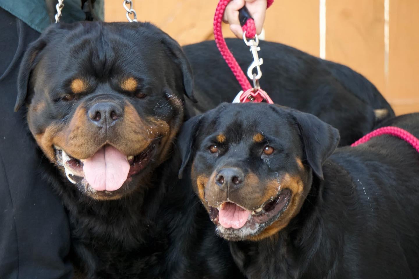 CONAN’S TREVINO ROTTWEILERS in Texas | Rottweiler puppies | Good Dog