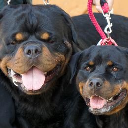 Rottweilers from CONAN’S TREVINO ROTTWEILERS