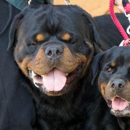 Rottweilers from CONAN’S TREVINO ROTTWEILERS