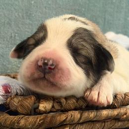 Blue collar male - White and badger male Great Pyrenees puppy in Fair Grove, Missouri from Allen Wags & Woolies