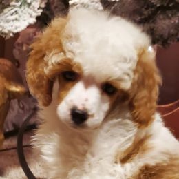 Poodles from Meadowbrook Poodles