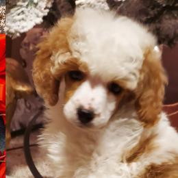 Poodles from Meadowbrook Poodles