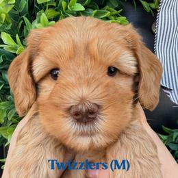 Twizzlers - Caramel male Australian Labradoodle puppy in Silver Spring, Maryland from Potomac Australian Labradoodles