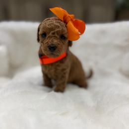 Pumpkin Chai - Red  female Goldendoodle puppy in Shingle Springs, California from Creamy Retrievers