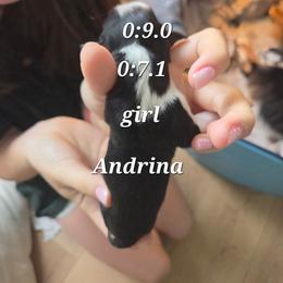 Adrina - Black tri female Miniature Australian Shepherd puppy in Saranac, Michigan from Pure Michigan Mini Aussies