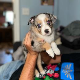 Pulisic - Blue merle female Miniature Australian Shepherd puppy in Asheboro, North Carolina from Stellar Aussies