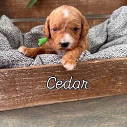 Cedar - Red Cavapoo puppy in South Jordan, Utah from Meadowlark Doodles
