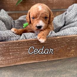 Cedar - Red Cavapoo puppy in South Jordan, Utah from Meadowlark Doodles
