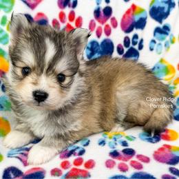 Baker - Silver male Pomsky puppy in Sheffield, Iowa from Clover Ridge Pomskies