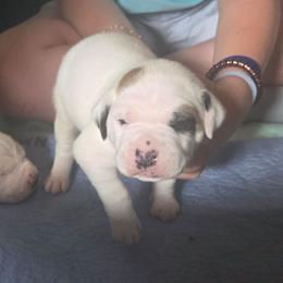Beau - White and brown male American Bulldog puppy in Abita Springs, Louisiana from Slumski's Bulldogs