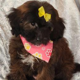Ruthie - Phantom female Goldendoodle puppy in Saint Cloud, Florida from Rising Star Kennels
