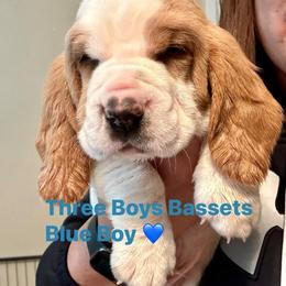 Basset Hound Puppies from Three Boys Bassets