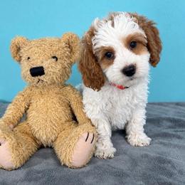 Twix - Parti male Goldendoodle puppy in Pendleton, Oregon from Blushing Doodles
