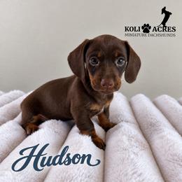 Hudson - Chocolate and tan male Dachshund puppy in Kemp, Texas from Koli Acres