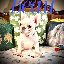 French Bulldog puppies from Tra La French Bulldogs