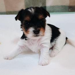 Cosmo (4) - Parti male Yorkshire Terrier puppy in New Holland, Pennsylvania from Ellie's Cute as a Button Yorkies