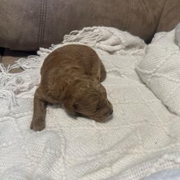 Blaze - Apricot male Goldendoodle puppy in Graham, North Carolina from Geise Meadow Doodles