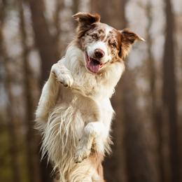 Border Collies from Halie Longobardi BC