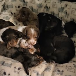Dachshund Puppies from It's Mini Wieners Baby