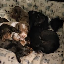 Dachshund Puppies from It's Mini Wieners Baby