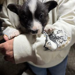 Boy 2 - Brindle and white male Cardigan Welsh Corgi puppy in Buskirk, New York from Hana-K’s Cardigan Welsh Corgis