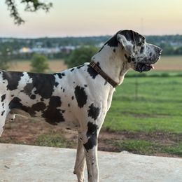 Topper - Great Dane