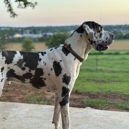 Topper - Great Dane