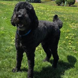 Bullet - Labradoodle