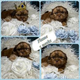 Flame - Red male Shih Tzu puppy in Coolidge, Arizona from Shih Tzu’s  ‘N’ Love