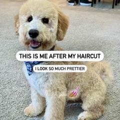 Bernedoodle, Double Doodle, and Goldendoodle Puppies from Pia’s Doodle Poodle Wag