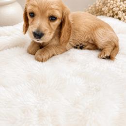 Taffy - Red female Dachshund puppy in Modesto, California from Doxie Lux