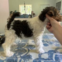 Wire Fox Terrier puppies from Far Echo Fox Terriers