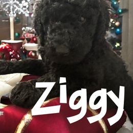 Poodle Puppies from Robinsnest Poodles