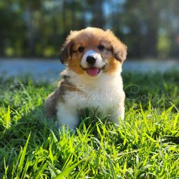 Mai Tai - Red American Corgi puppy in Cameron, North Carolina from Butts Family Corgis