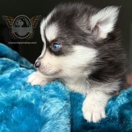 Stella's Black and White Girl - Black and white female Pomsky puppy in Greeley, Colorado from Monarch Pomskies | Northern Colorado
