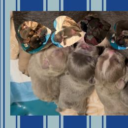 French Bulldogs from French Kisses