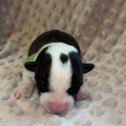 Iris (Green Collar) - Black and white female Cardigan Welsh Corgi puppy in Clio, Michigan from Old Oak Cardigans