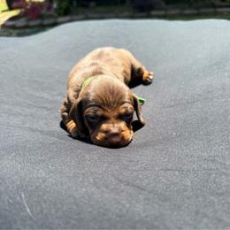Cliff - AKC - Chocolate and tan male Dachshund puppy in Indian Trail, North Carolina from Hilda’s Teenie Weenies