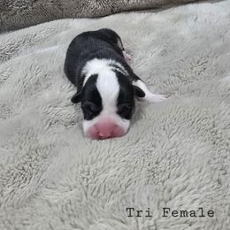 Tri female - Black and tan female Pembroke Welsh Corgi puppy in Tenino, Washington from LoneStar Corgis NW