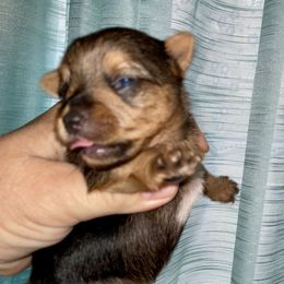 Yorkshire Terrier Puppies from Neverland Yorkies