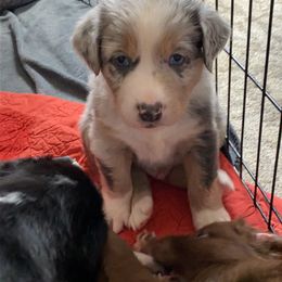 Australian Shepherd Puppies from Kent island Aussies