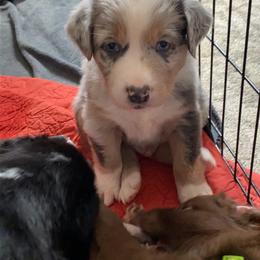 Australian Shepherd Puppies from Kent island Aussies