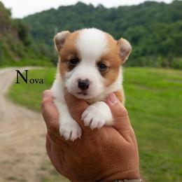 Nova - Red male Pembroke Welsh Corgi puppy in Manchester, Kentucky from Riverside Corgis